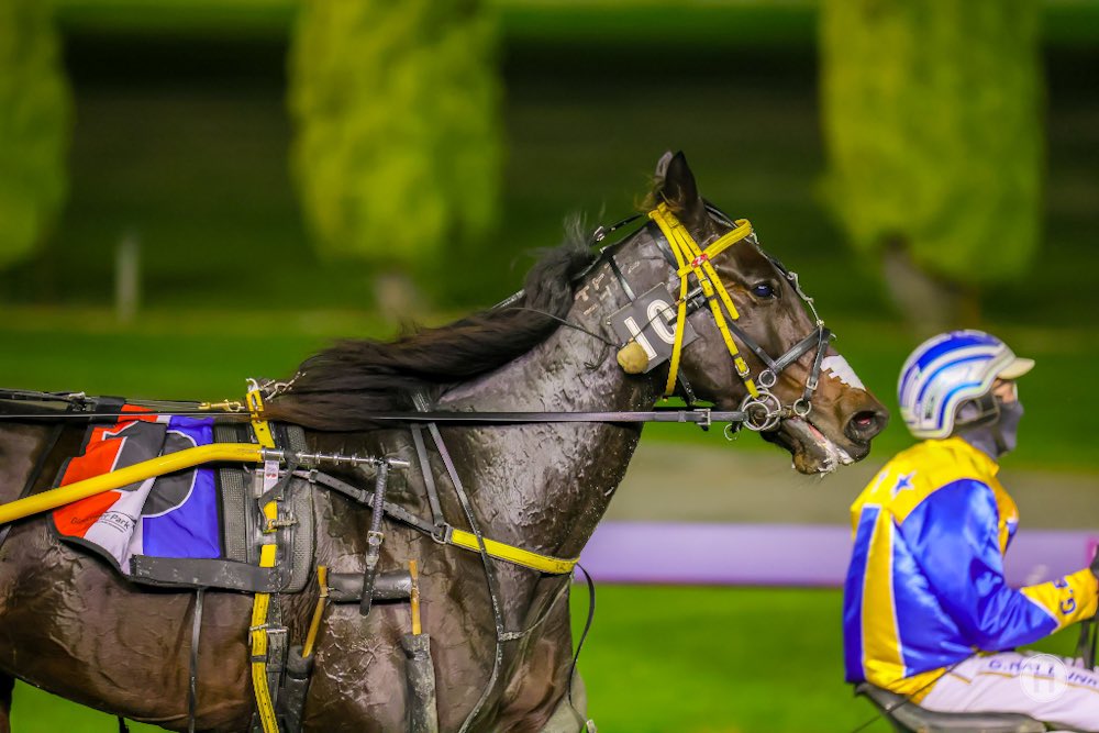 Racing WA - Harness tweet media