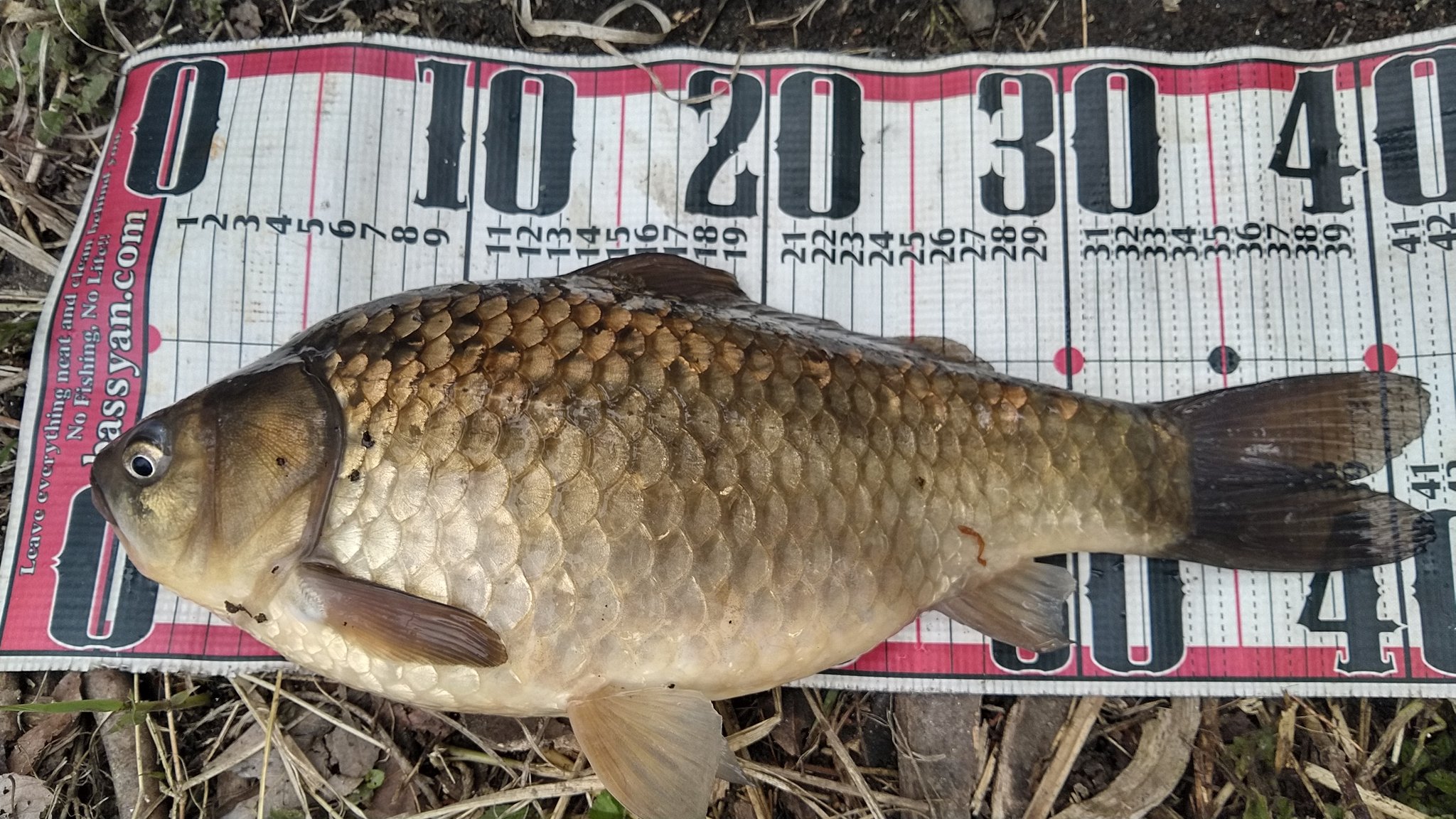 了莞 三河湖へら 10 00 18 00 マッシュ両ダンゴで厚みのある良い魚 ヘラかマブかわからん笑 一発目のハタキは終わったらしい まったく浮いてなかったし深場に落ちてたのか T Co Sg9qvz5tdw Twitter