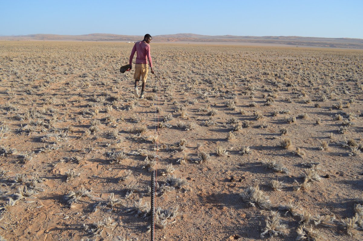 4/6 The role of plant composition and diversity…Decreasing plant diversity and altered plant composition in response to aridity reduces  #dryland productivity, and multiple other ecosystem processes (i.e. dryland  #EcosystemMultifunctionality), as well as drylands' stability.