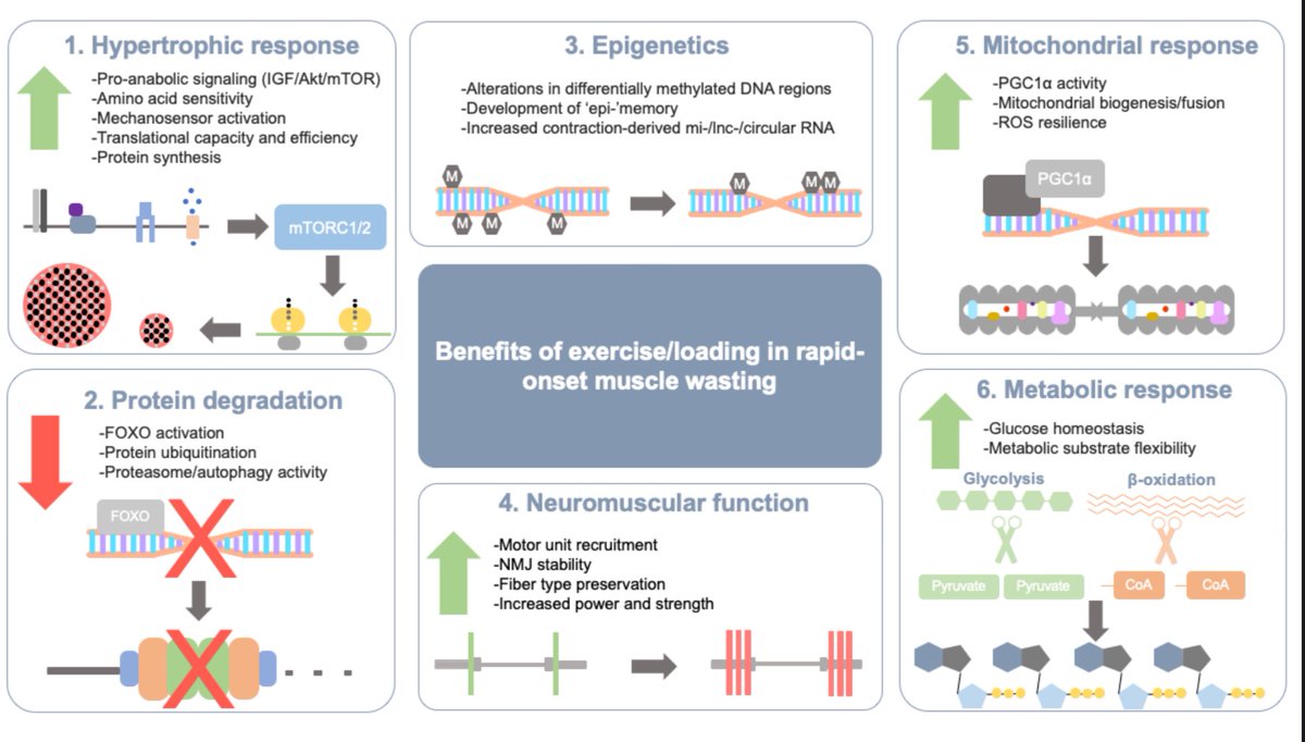 Dave Hughes (@hughesdc_muscle) on Twitter photo Mechanisms of exercise as a preventative measure to muscle wasting | Review <a href="/AJPCellPhys/">AJP-Cell Physiology</a> | #myotwitter
journals.physiology.org/doi/abs/10.115… Mechanisms of exercise as a preventative measure to muscle wasting | Review <a href="/AJPCellPhys/">AJP-Cell Physiology</a> | #myotwitter
journals.physiology.org/doi/abs/10.115…