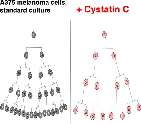 FEBSOpenBio's tweet photo. Now in Early View: Externally added cystatin C reduces growth of A375 melanoma cells by increasing cell cycle time.
Read it here β‘οΈ https://t.co/eUwlbn3sOC
#Melanoma #CystatinC @magnusabrahamso https://t.co/O4jzg5oUzK