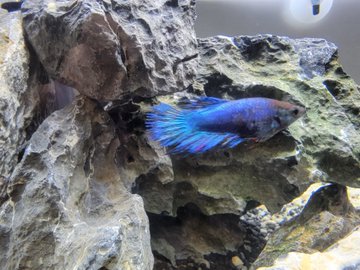 バルーンモーリーとはどんな魚なのか 混泳についてや飼育について紹介 あにまろ る