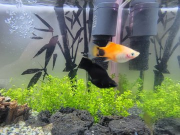バルーンモーリーとはどんな魚なのか 混泳についてや飼育について紹介 あにまろ る