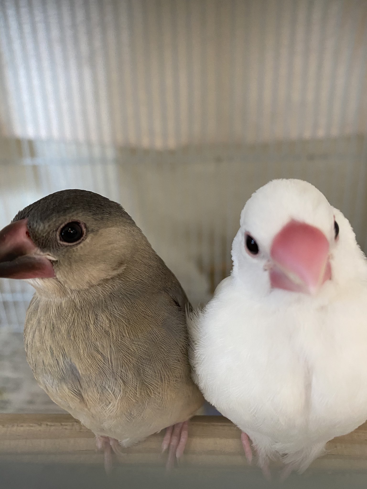 佐屋高校文鳥プロジェクト ばにらとエクレア 1人でしっかりと皮付きの餌が食べれるようになりました 成長が早くてびっくり 最近は手に慣れてくれるように沢山遊んでます 佐屋高校文鳥プロジェクト 弥富文鳥 白文鳥 桜文鳥 手乗り文鳥