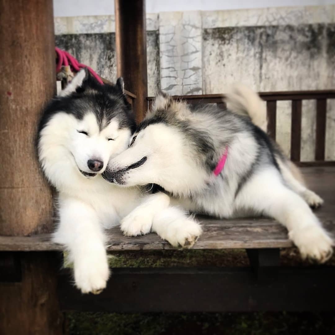 HuskyLoversHub's tweet photo. Unconditional Love! 💕 https://t.co/zWHKTbuLZI