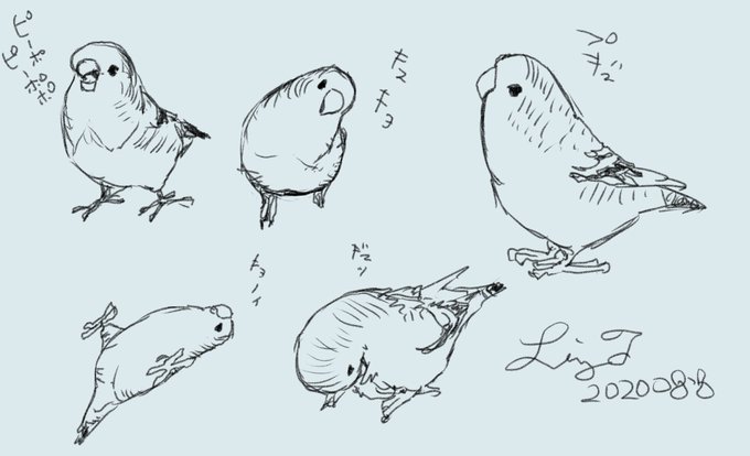 インコののtwitterイラスト検索結果 インコののtwitterイラスト検索結果