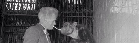 Zookeeper J. van Schalkwijk, who served Artis for 52 years, was in charge of the Apenrots enclosure near the entrance, where even today Japanese macaque monkeys live on a large, rock-like structure, which is hollow on the inside and surrounded by a moat.