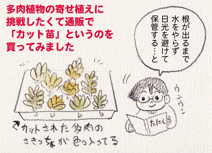 デスクに緑を置きたくて始めたのですがのびのびになった多肉植物はもう元の形には戻らないのでしょうか…🥺
マシにならないかと植物育成用と売られていたライトで照らしてますがライトの方向にふにゃっと曲がるだけ… 