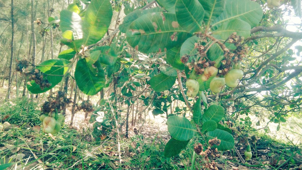 vinnesha's tweet photo. Magoes hand Ichina
Geedi ginjalu parvaledu anipinchai..
Esari... https://t.co/g9mK467767