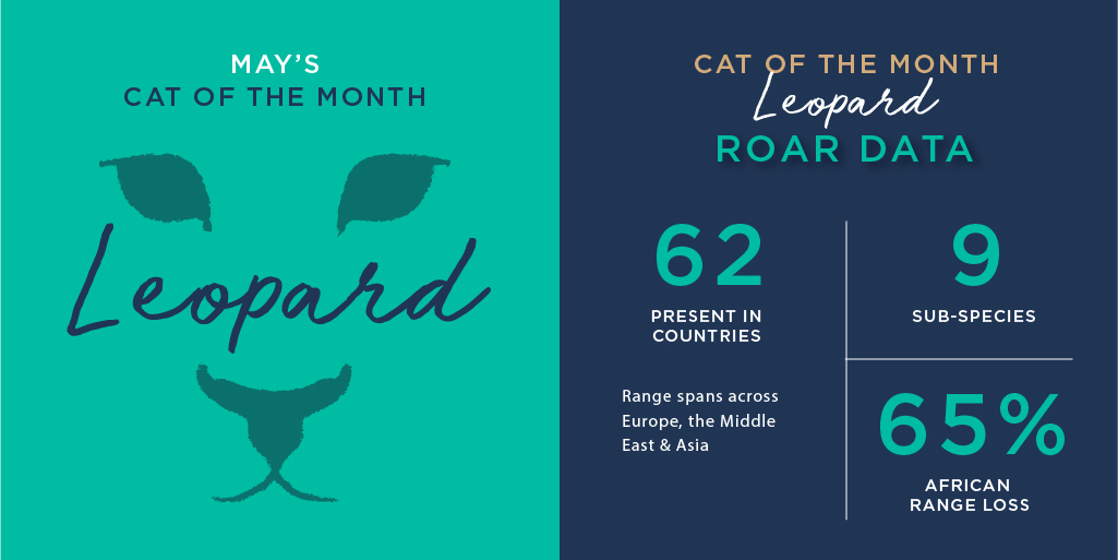 May's Cat of the Month is the Leopard.

With May 3rd celebrated as International Leopard Day, join us as we get to know this beautiful Big Cat better throughout the month.

#leopard #bigcat #wildlife https://t.co/lwBqm0dJjW