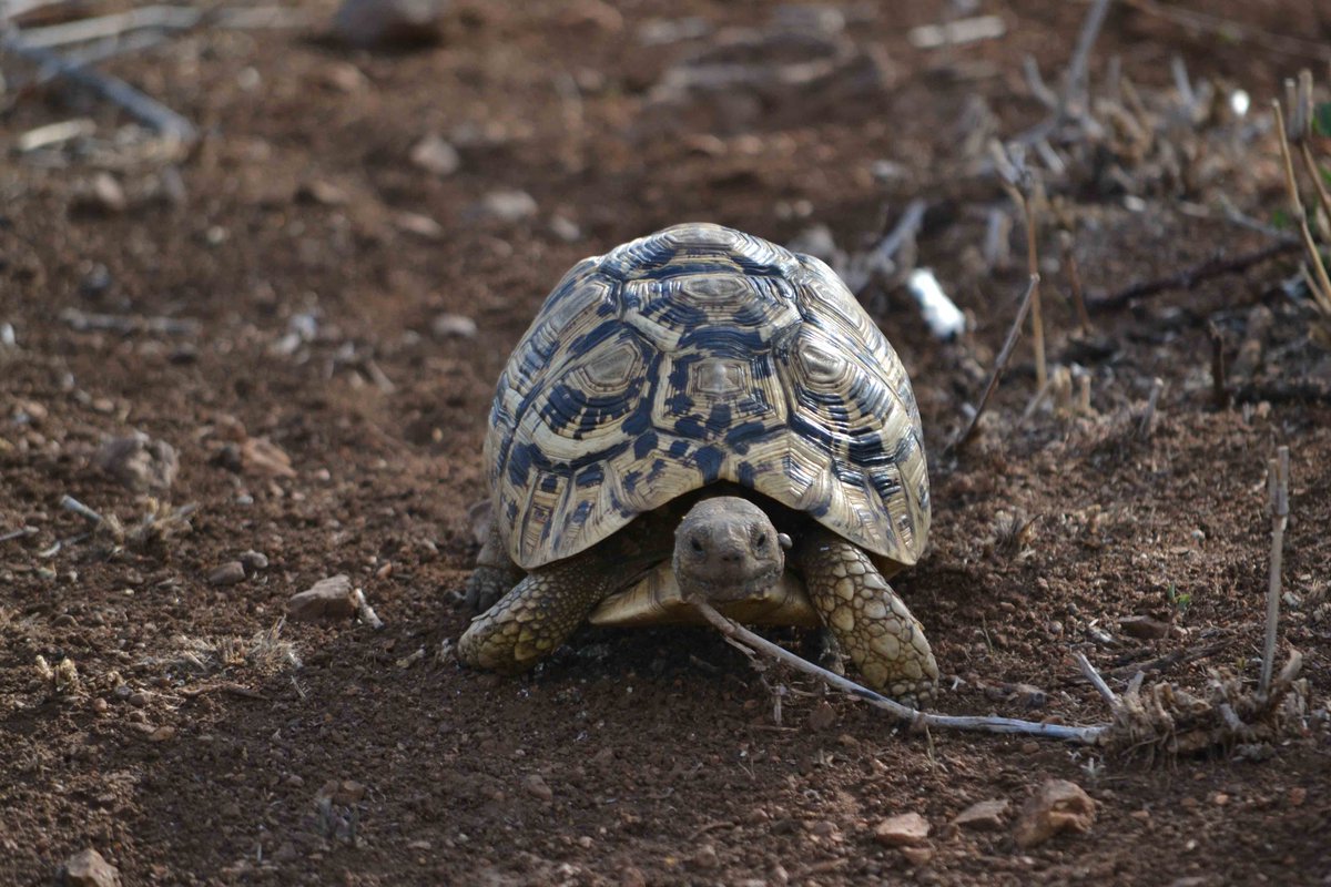 game_african's tweet photo. The Leopard Tortoise is a member of the Small 5 (along with the rhino beetle, the red-billed buffalo weaver, elephant shrew, and the antlion)
They eat plant matter, old hyena scat, and gnaw on bones. 

#africanspiritgamelodge #small5 #gamedrive #nature #tortoise https://t.co/Zku89Q5nNY