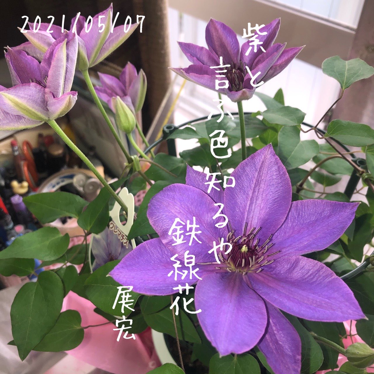 鉄線花 Twitter Search Twitter