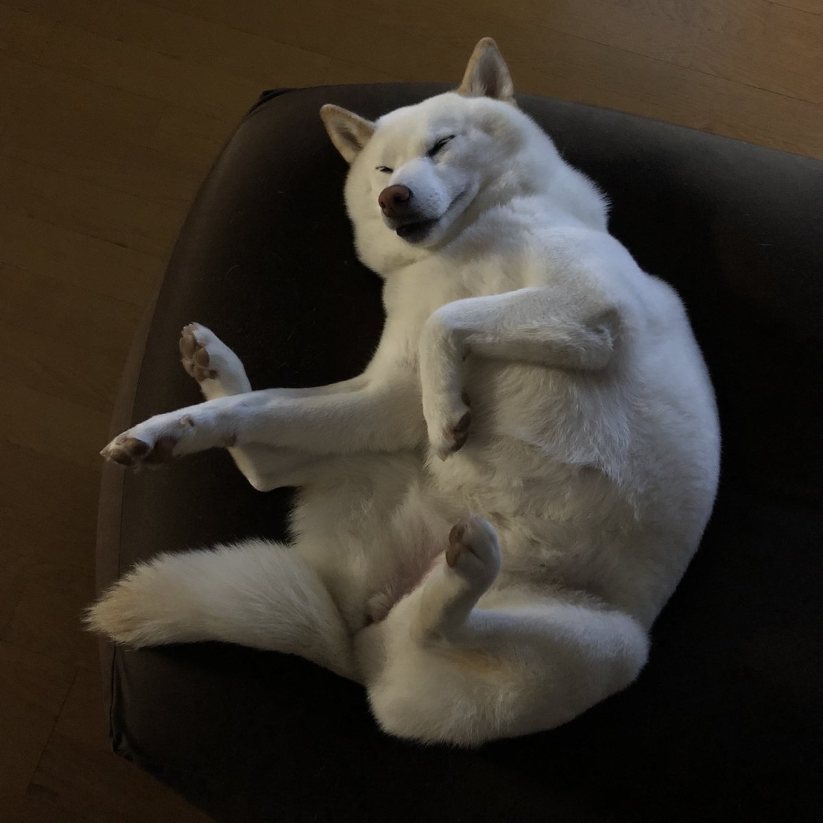 sirosibainu's tweet image. 寝るわよ
#寝床犬