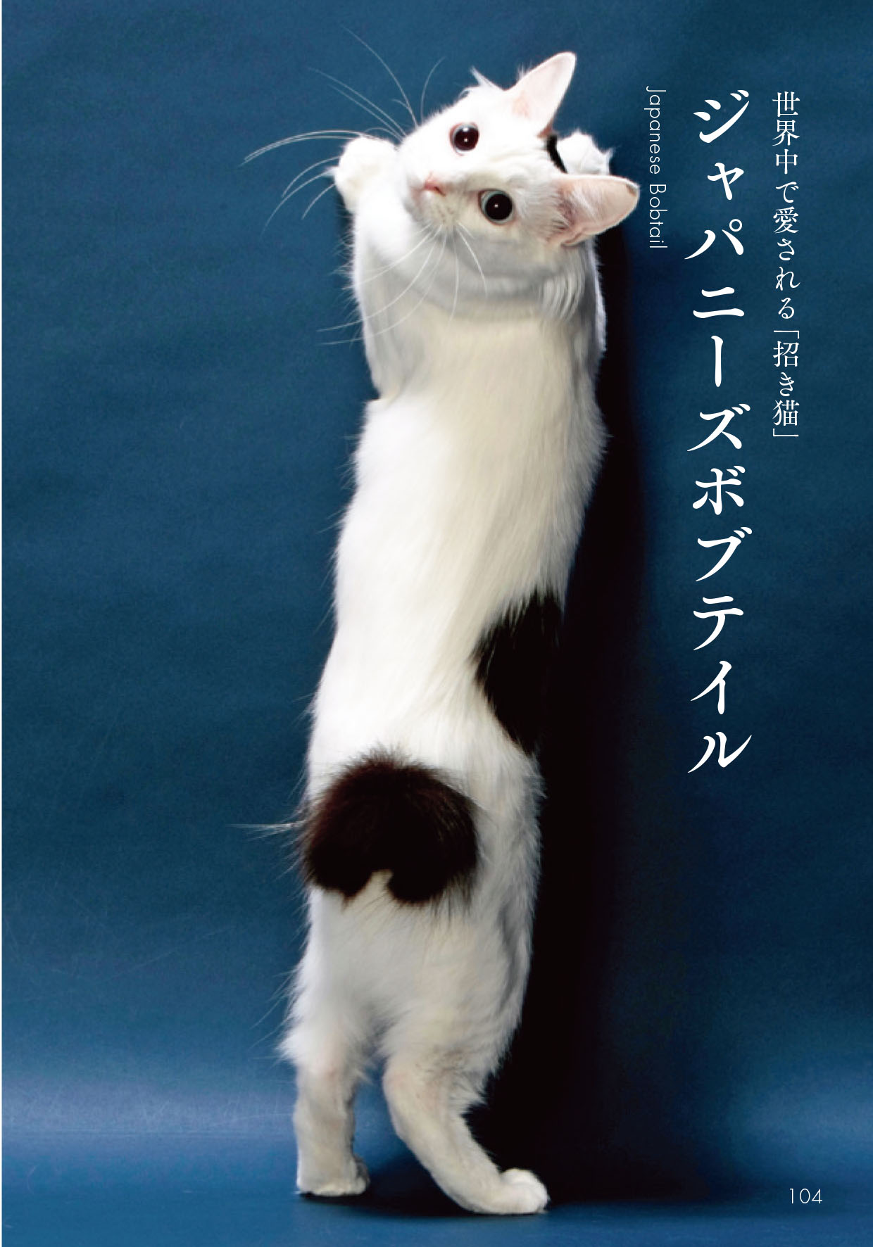 だいわ文庫 雑学文庫レーベル 遅ればせながら縦長の画像やってみたい 世界中で愛される美しすぎる猫図鑑 より ジャパニーズボブテイルです うまくできてるかしら 猫 縦長表示されるようになったしお気に入りの縦長画像貼ってけ