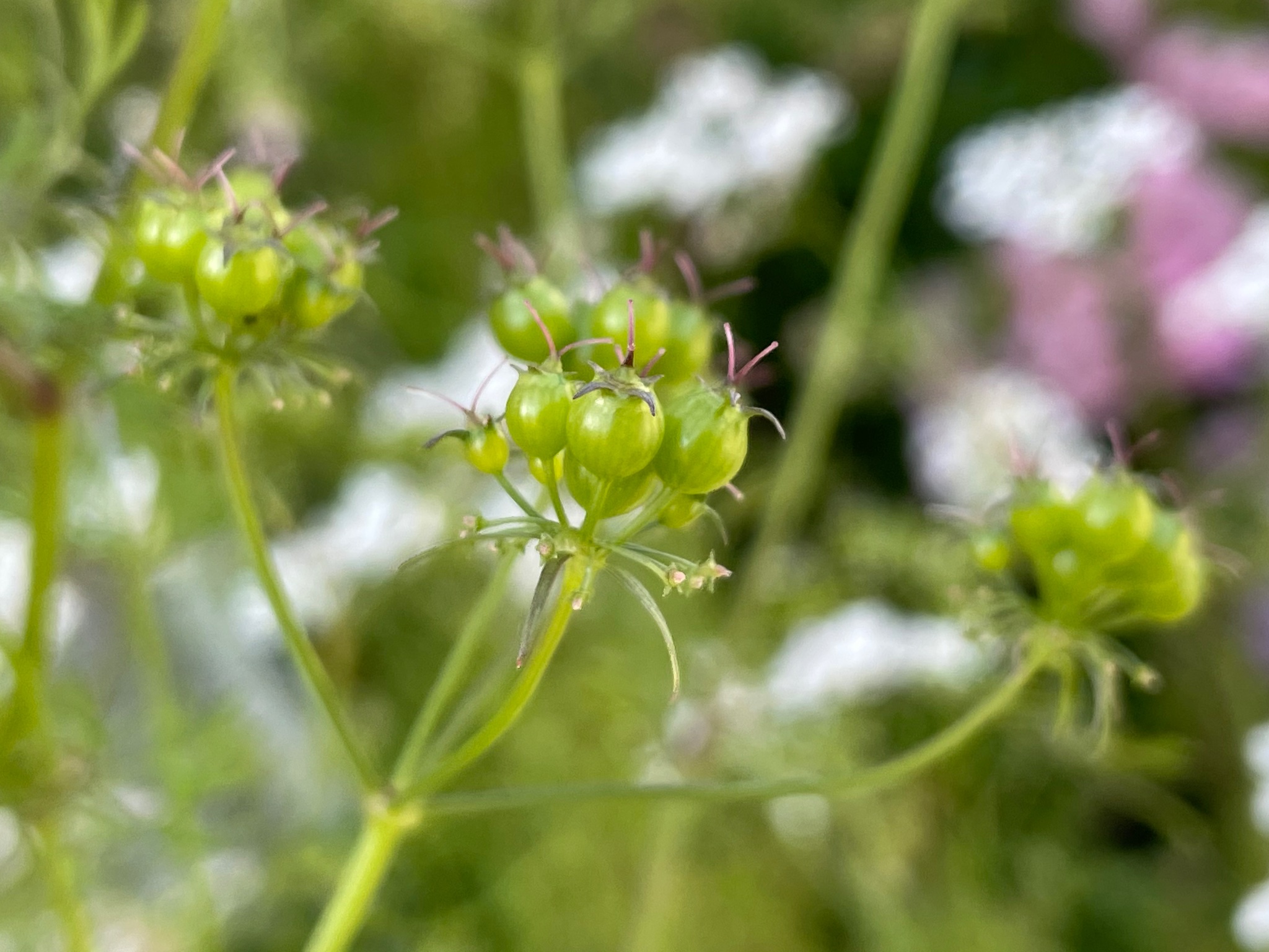 Iso Piyoko パクチー の花は オルレア を小さくした感じ ピンクベージュの蕾が開花すると白っぽく変化 オルレア と違って雄蕊の葯が薄紫色 背丈100cm越え 花は広がるけど伸びた枝を切れば調整が効きます コリアンダー シラントロ ハーブ はな