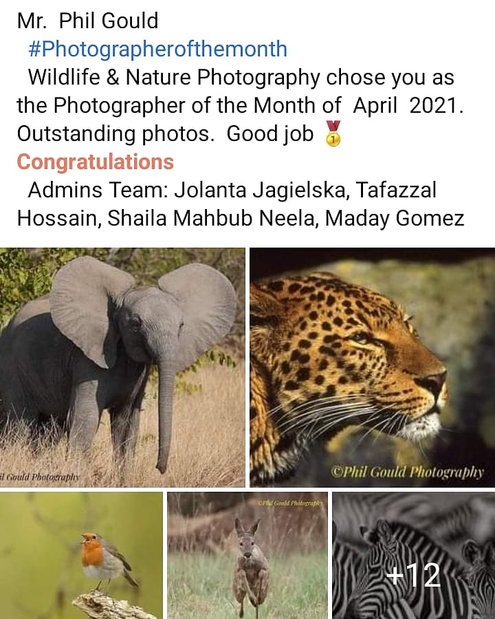 Pleased to announce I've been awarded Wildlife & Nature #Photography with over 70K Members as #Wildlife Photographer of the month

Thank U
#wildlifedreams & #tafakaritravel 
#safari #wildlifehides #wildlifephotography  #photooftheday  #Photographerofthemonth #Photographicawards