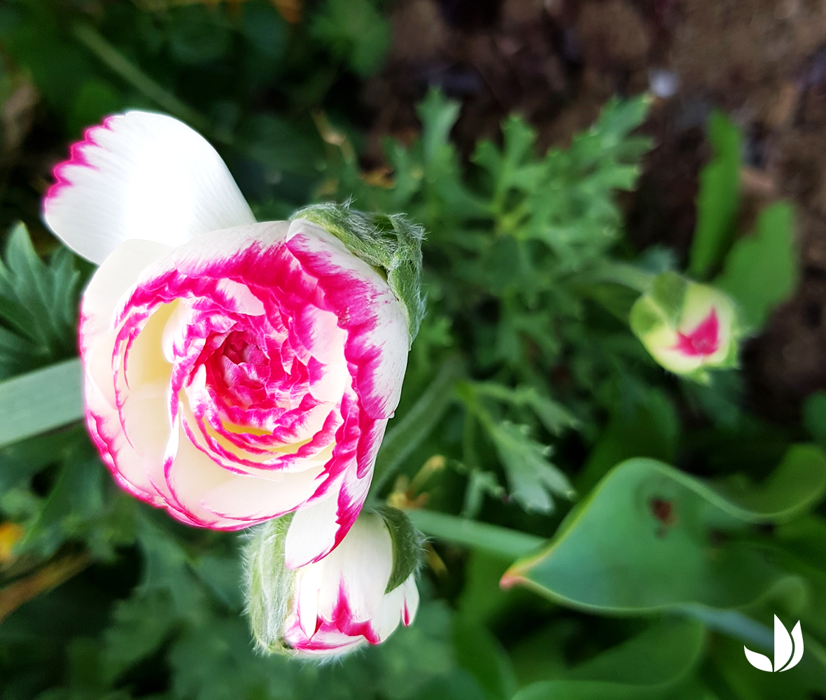 Truffaut's tweet photo. Plus de vie 🌸
On ne s’arrête pas en si bon chemin ! Vous connaissez le principe, faites comme chez vous et continuez de nous partager vos jolies photos (jardin, plantes, animaux, déco…) 📸💚 
Retrouvez notre sélection des plus beaux clichés de la semaine juste ici 👇 #Plusdevie https://t.co/n3PRWZh7i5