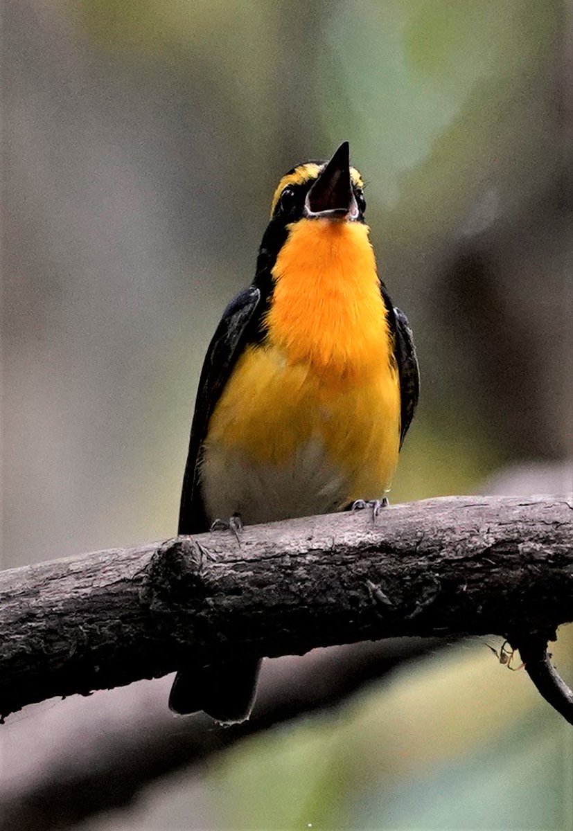 mikan_birdwatch's tweet photo. 今日出会ったキビタキくん
#キビタキ
#黄鶲
#Ficedula narcissina
#鳥好きの人と繋がりたい
#野鳥観察
#二人歩記 https://t.co/ivRtIuzneL