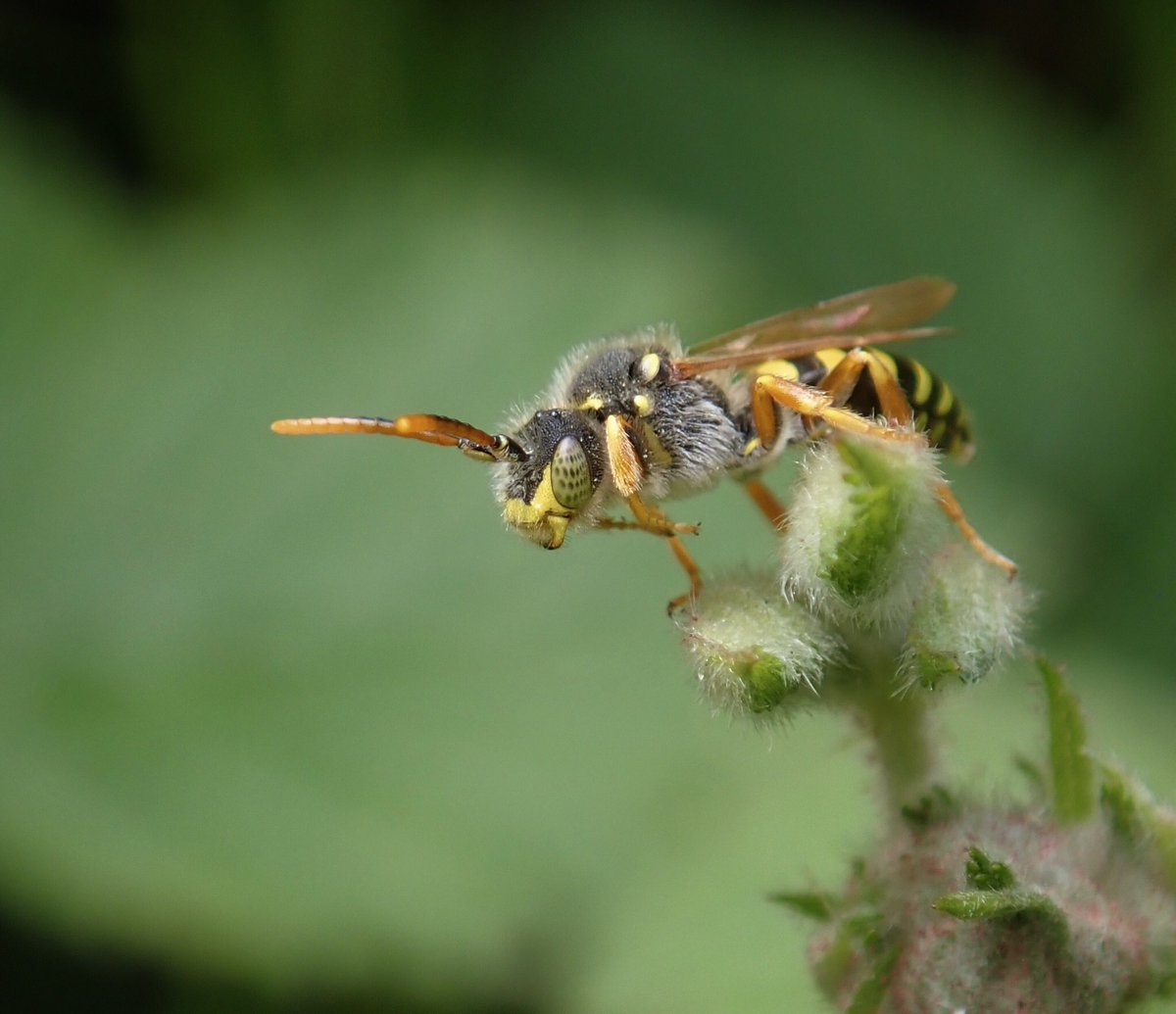 Nomada goodeniana Male from today, there were a large amount of Nomads around.