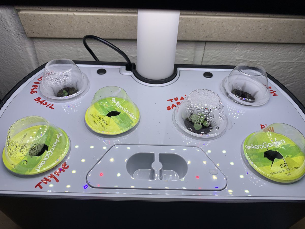 MrsGutierrezBF's tweet photo. We have some growth in our aerogarden (mint, genovese basil and thai basil) @BrittneyIdland @JayBilly2 @KBurke4242 #2GI #DreamTeam https://t.co/kzAsEOChDE