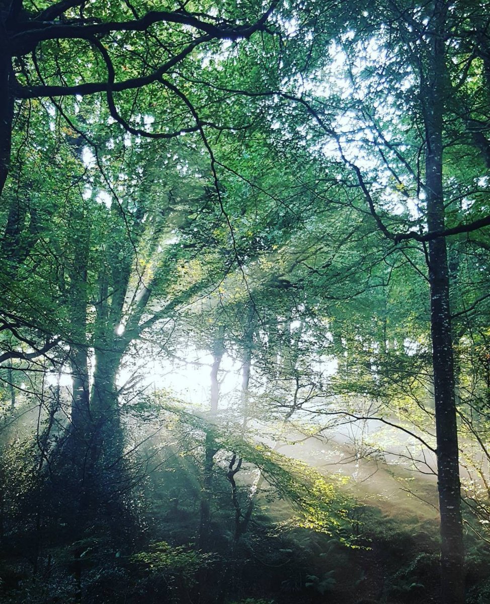 Most terrestrial biodiversity lives in forests, buffered from extreme temperatures. Our new R package predicts #microclimate anywhere on earth, including within canopy. Major extension to <a href="/NicheMapR/">NicheMapR</a> and microclima.  
doi.org/10.1016/j.ecol…