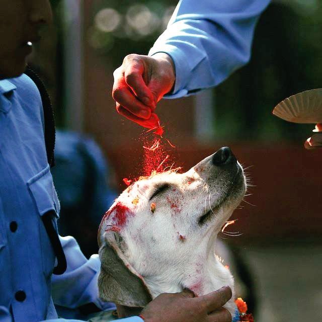 atrahre's tweet photo. El Thiar, un festival en Nepal que agradece a los perritos por su amistad y lealtad. https://t.co/s0g9uXVPj2