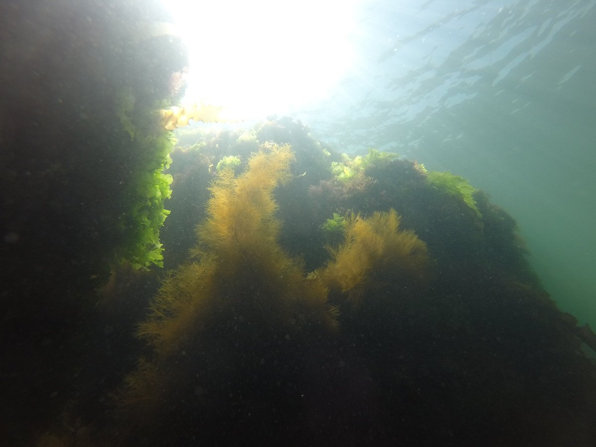 Happy #phycologyfriday to everyone! Some scenes from the shallow sub tidal in Rhode Island! <a href="/SCSU/">Southern Connecticut State University 🦉</a> <a href="/Werth_Center/">Werth Center for Coastal and Marine Studies</a> <a href="/SCSUBiologyClub/">SCSU Biology Club</a>
