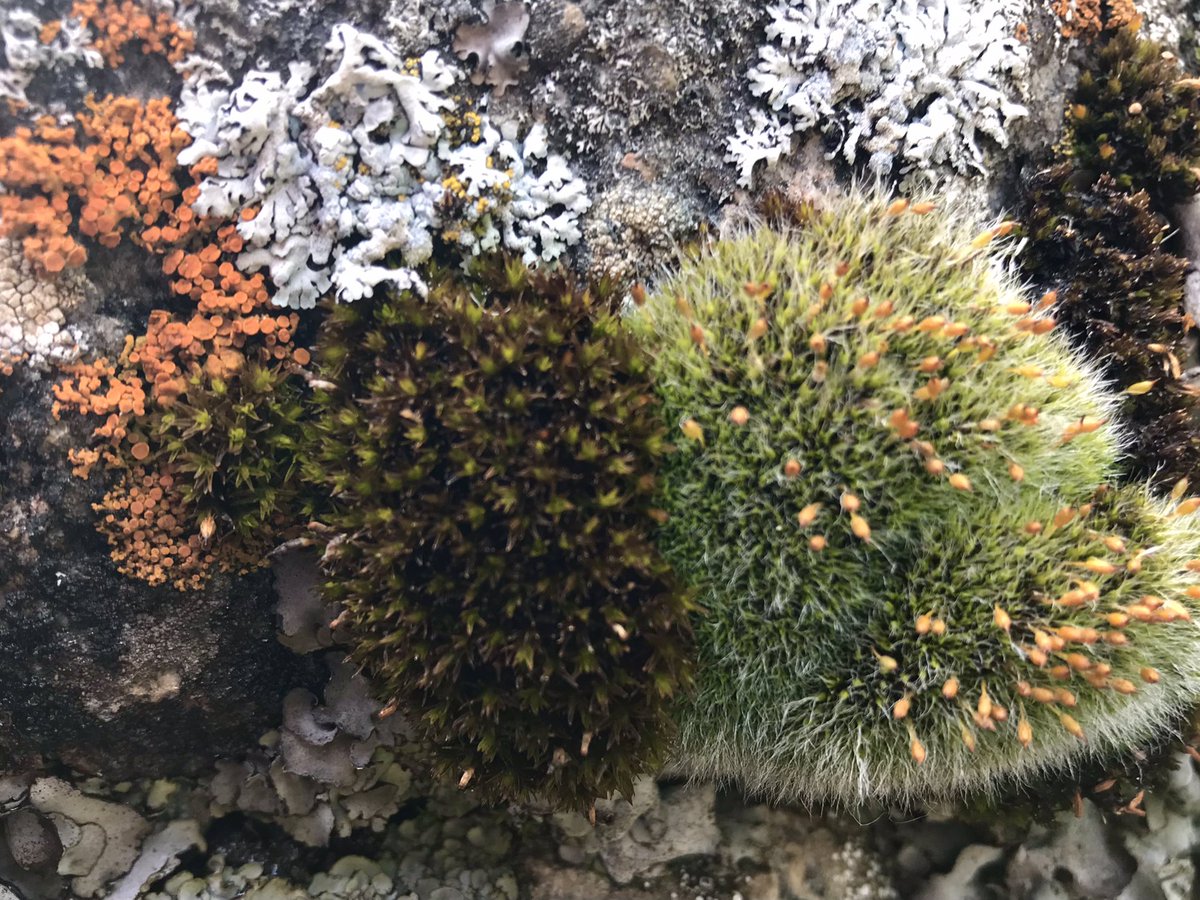 Nonvascular diversity is critical diversity. Pass it on.
