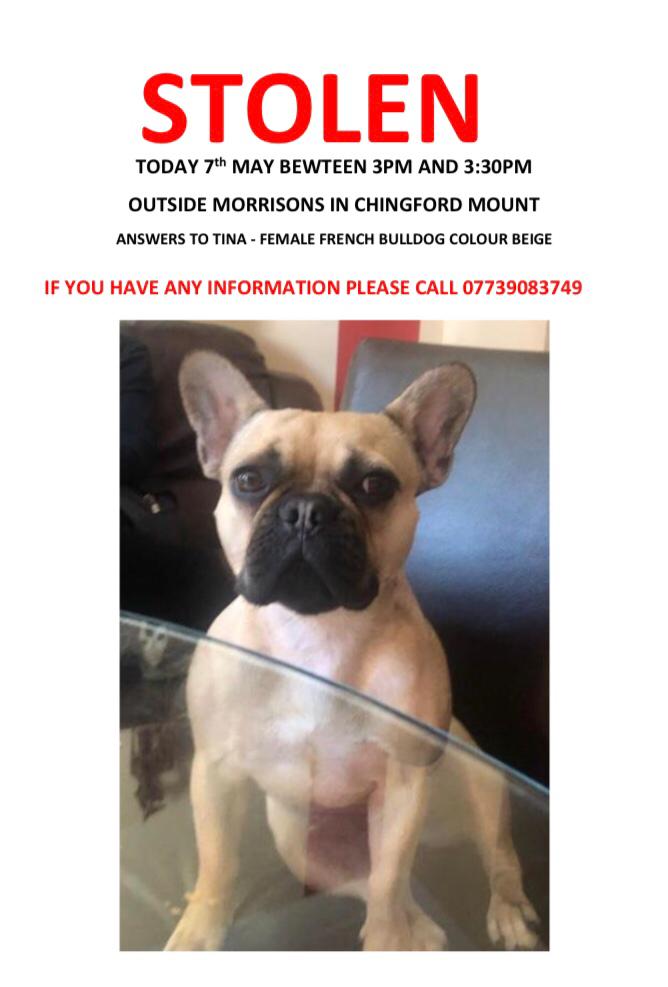 Please help us find our builders dog Tina who was stolen today. He is devastated! She is our Rothkos best friend and we all need her home facebook.com/groups/8053236…