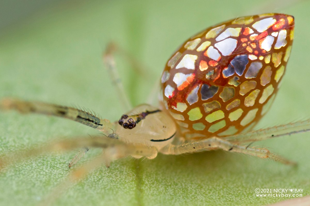 singaporemacro's tweet image. I&apos;ll feature some genera of theridiids in this thread. First up is Thwaitesia, commonly known as the mirror spider, sequined spider or stained glass spider. The reflective patches expand when the spider is at rest, forming an almost seamless mirror.