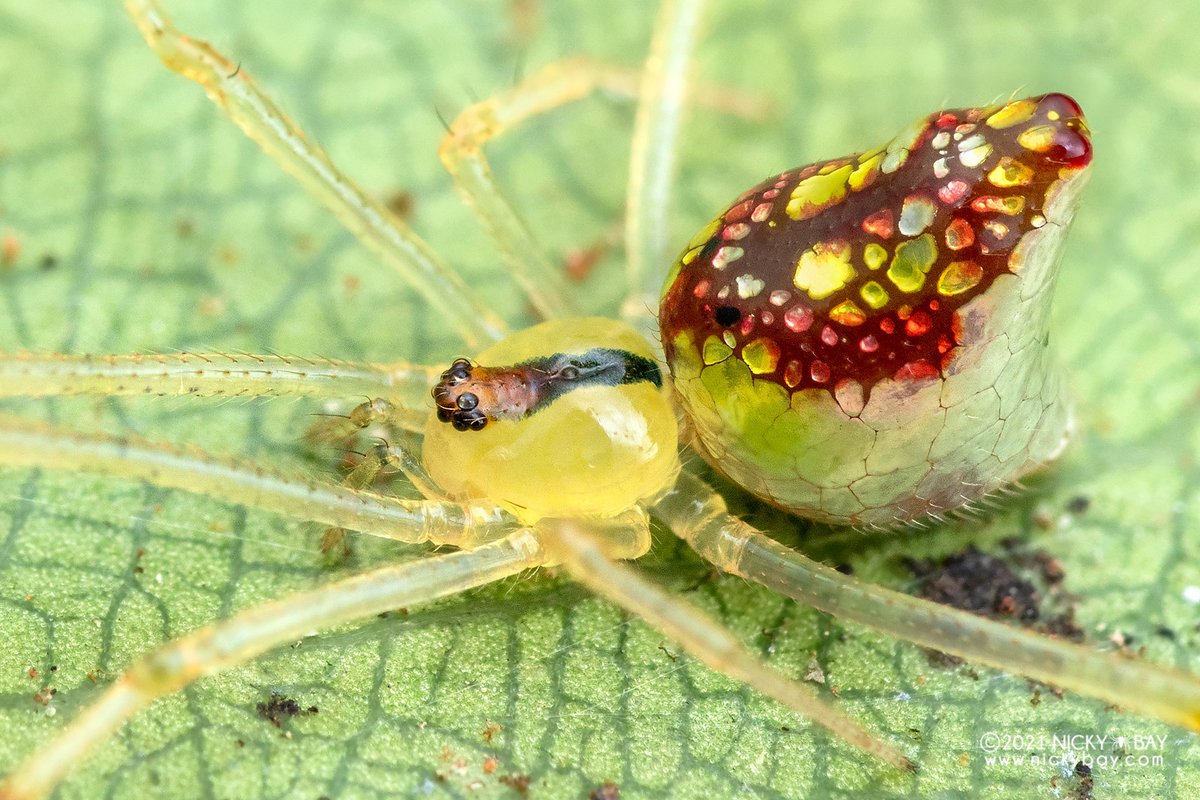singaporemacro's tweet image. I&apos;ll feature some genera of theridiids in this thread. First up is Thwaitesia, commonly known as the mirror spider, sequined spider or stained glass spider. The reflective patches expand when the spider is at rest, forming an almost seamless mirror.