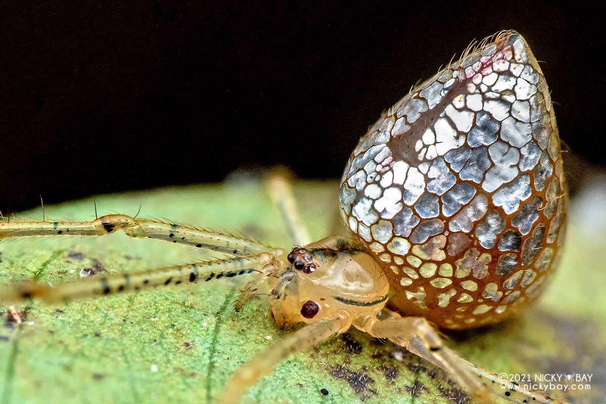 singaporemacro's tweet image. I&apos;ll feature some genera of theridiids in this thread. First up is Thwaitesia, commonly known as the mirror spider, sequined spider or stained glass spider. The reflective patches expand when the spider is at rest, forming an almost seamless mirror.