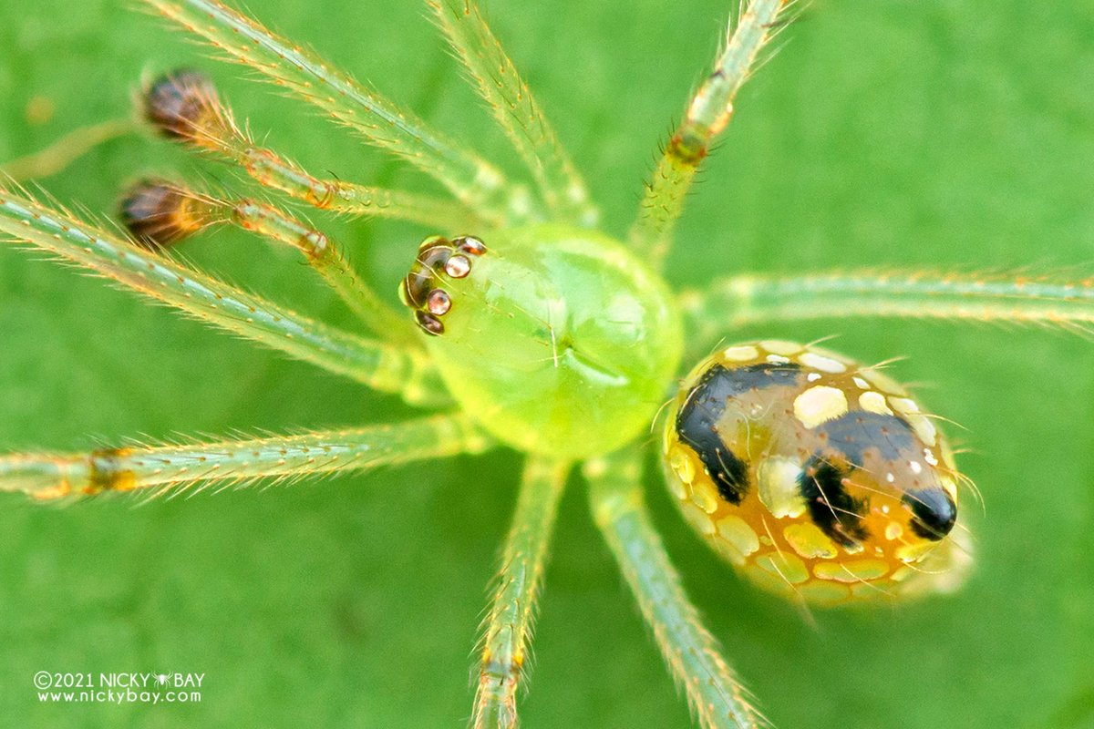 singaporemacro's tweet image. I&apos;ll feature some genera of theridiids in this thread. First up is Thwaitesia, commonly known as the mirror spider, sequined spider or stained glass spider. The reflective patches expand when the spider is at rest, forming an almost seamless mirror.