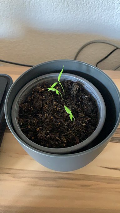 Schon bald kann ich die ersten Chilis 🌶 ernten 🤣🤣👍🏼  Na das dauert noch etwas Haha... wer baut auch was<a href="/tag/weekend"class="tags"><span>#weekend</span></a><a href="/tag/chilli"class="tags"><span>#chilli</span></a><a href="/tag/lolli"class="tags"><span>#lolli</span></a><a href="/tag/lollipopo69"class="tags"><span>#lollipopo69</span></a>