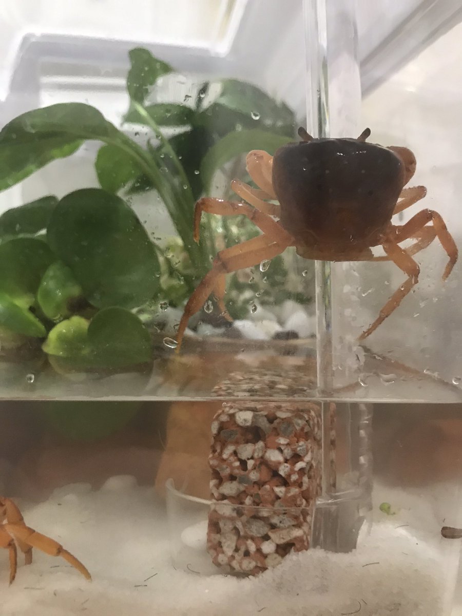 カニ飼育 カニ飼育