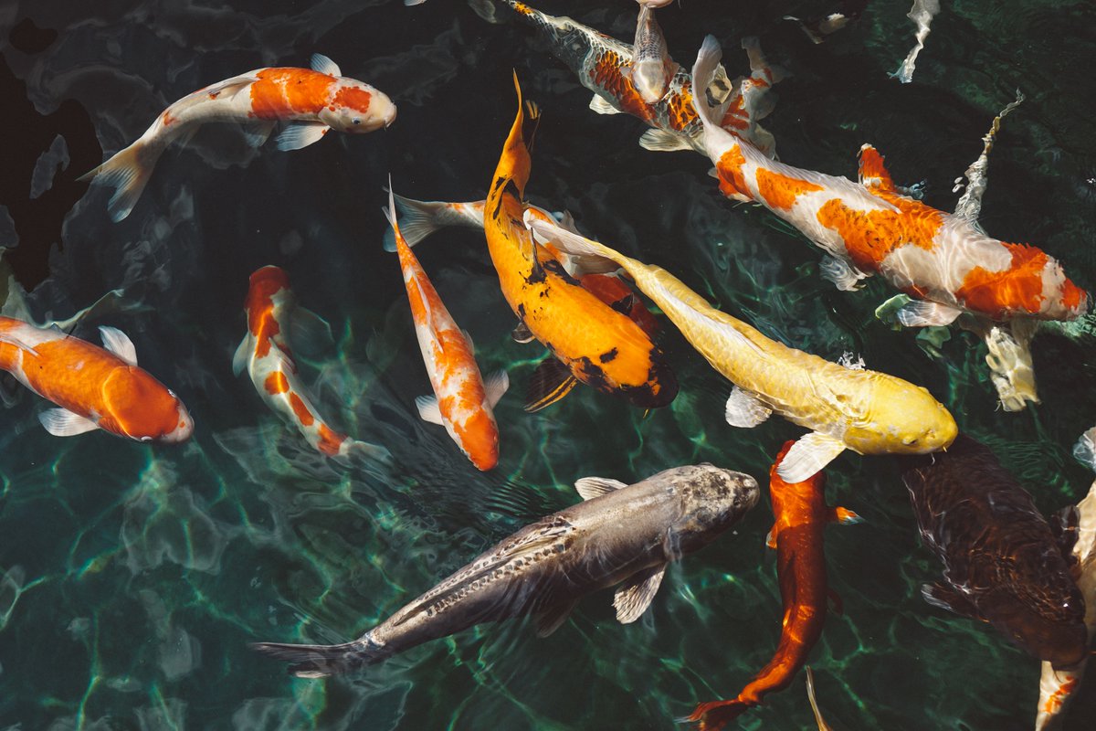 The belief that  #fish cannot feel pain remains widespread despite conclusive scientific counterevidence.This  #MentalHealthAwarenessMonth, we're acknowledging that fish, like humans, can experience mental health problems when their psychological wellbeing is compromised.1/11