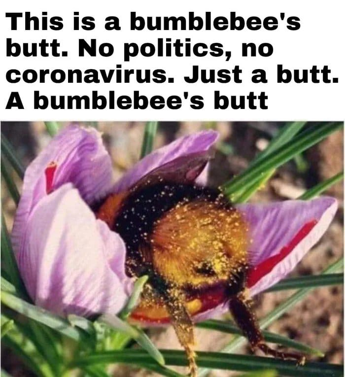 BakaMaka16's tweet photo. Just a butt. 
Have a nice weekend~ <3

#bumblebee #butt #bumblebeebutt https://t.co/9njMRynlnm