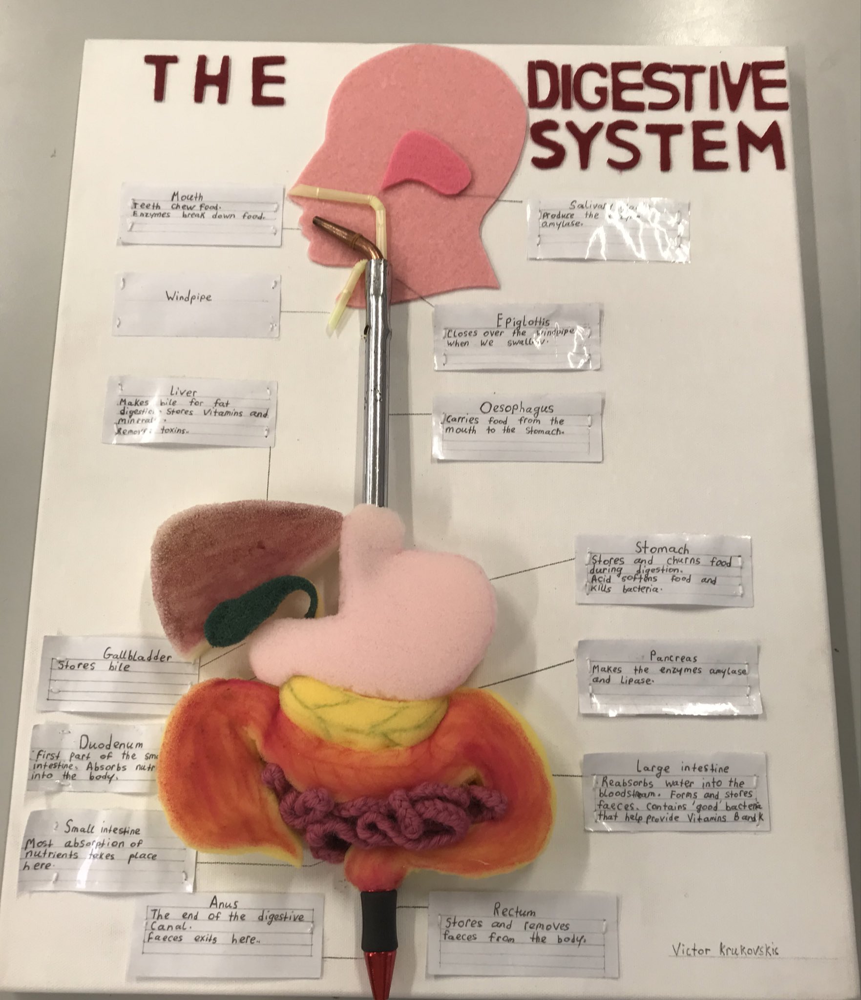 Mullingar Community College on Twitter: "Some fantastic 3D models of the Digestive  System created by first year science students. 🧪🧫🧫🦠🌡🚀#WeAreLWETB  #science https://t.co/95lbo89dC8" / Twitter