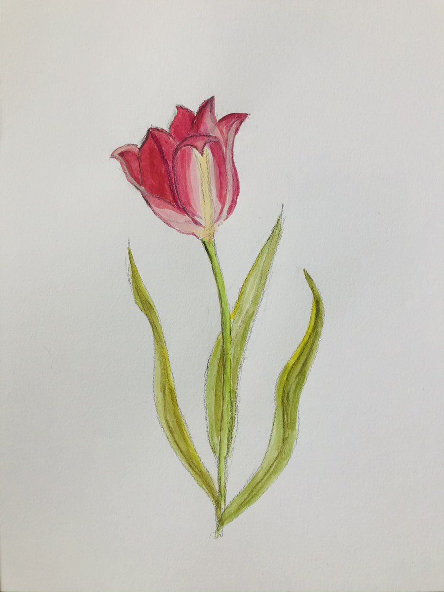 Tulip season is here