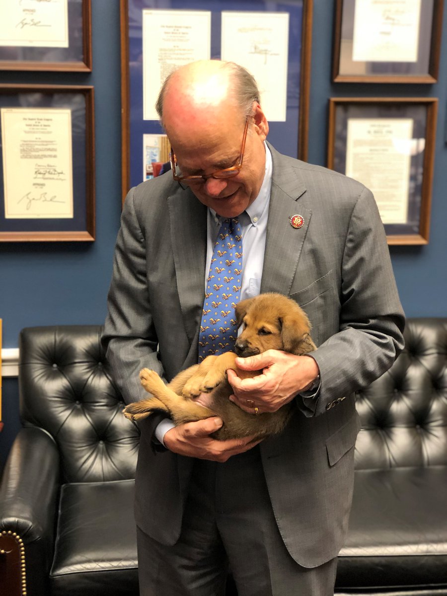 Meet the furry friends who keep our team running, whether they’re working from home or at the office.  #NationalPetWeekFirst up, there’s Marley, named for Bob Marley. She can sing better than any other staffer. (1/8)