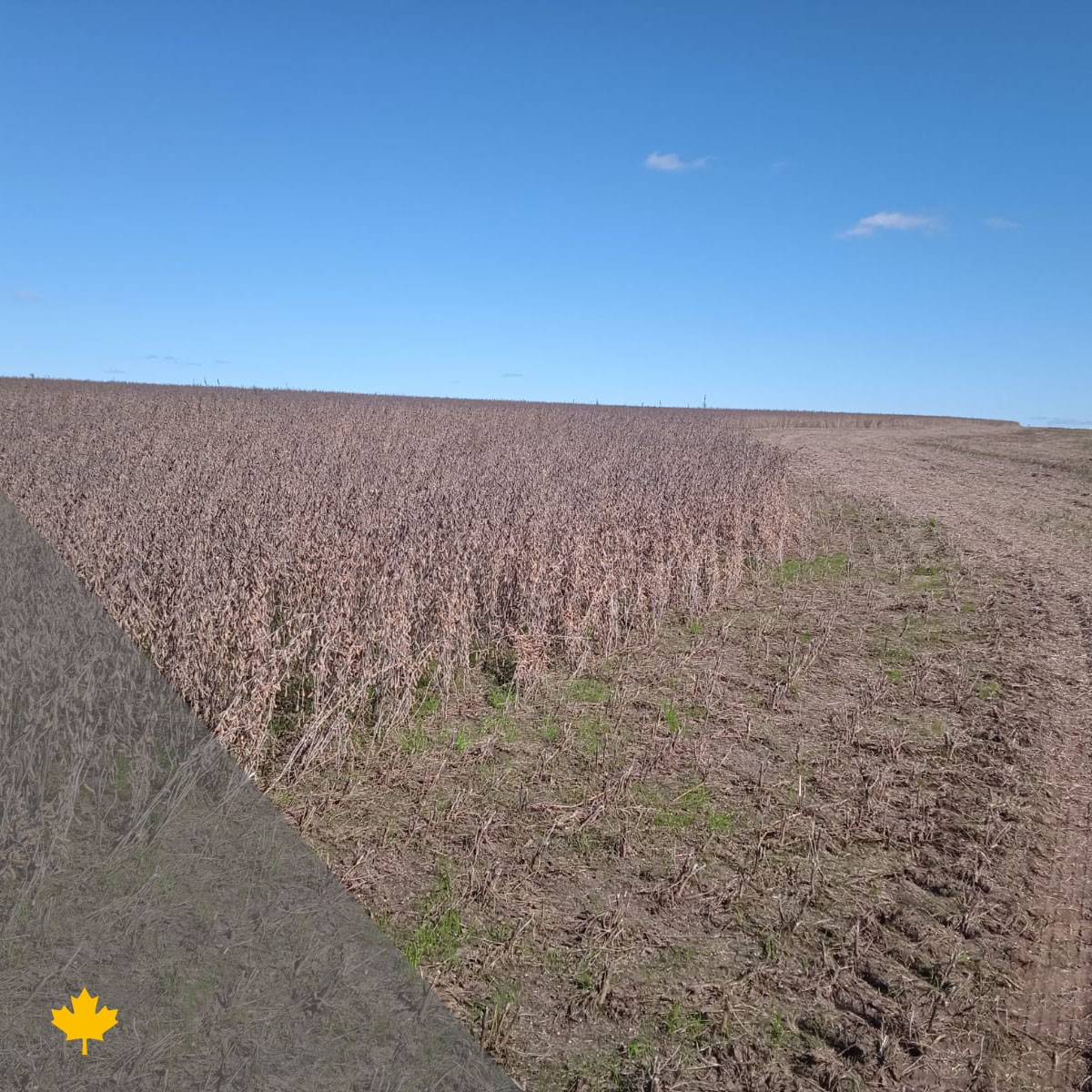 Se levantan las sojas y asoman las coberturas.

Cuidemos el recurso más valioso que tiene la agricultura: el suelo.

Su conservación es un compromiso ambiental de todas las generaciones. 💪

#cuidemoslossuelos
#tafirelavanza
#tafirel

📸 Ing. Agr. <a href="/techera_mendez/">Luis Techera Mendez</a>