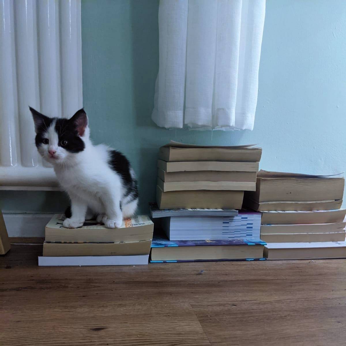 🐾Finally Friday🐾

The weekend at last! Terry couldn't be happier, he has quite the reading pile to get through... 

(More info on Terry coming next week, watch this space!)