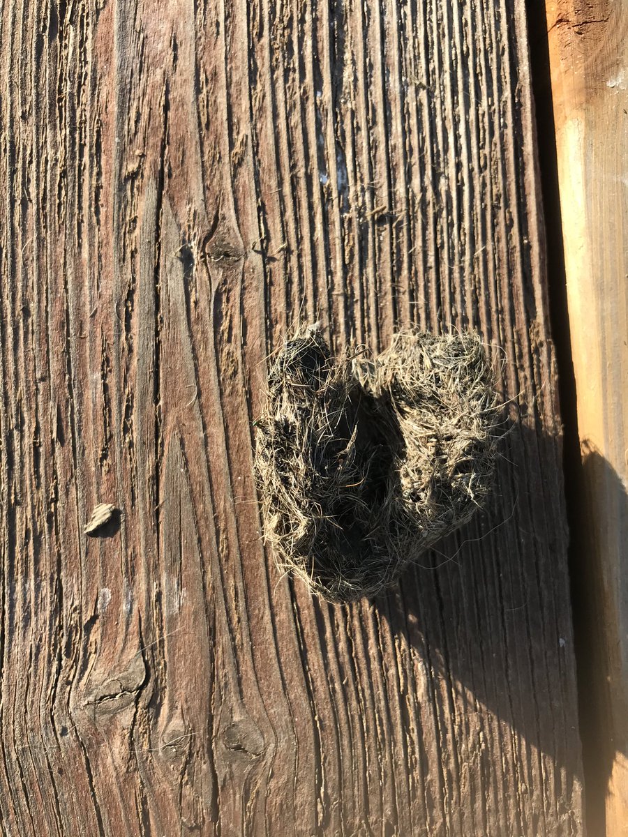 Also yesterday evening my mom found what we assume is a pellet from a condor (I suspect #52 since he really likes her roof). Like owls, condors will barf up any undigested bits of their food like bones and teeth