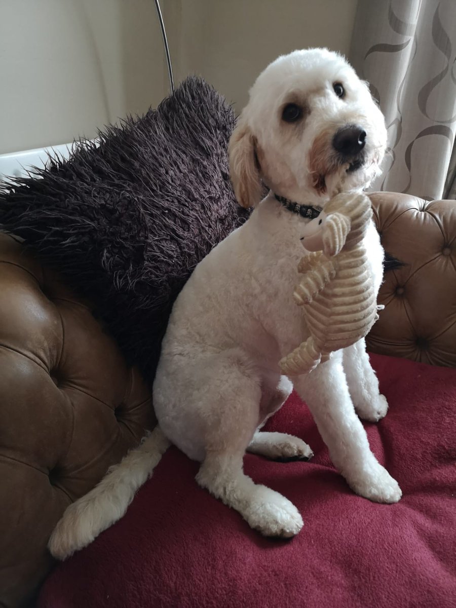 flicklemus's tweet image. How can they possibly say no to bringing this little man to work. My team would love it #chancingit #bringyourpettoworkday #dontsackme