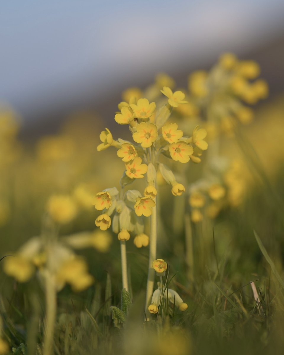 Cowslips (Primula veris) are much-loved, butter-flowered plants found on downland & in old meadows. We admire them year in year out, but did you know you can use your local cowslip population to measure the health of the grassland? Here’s how...(1/5)