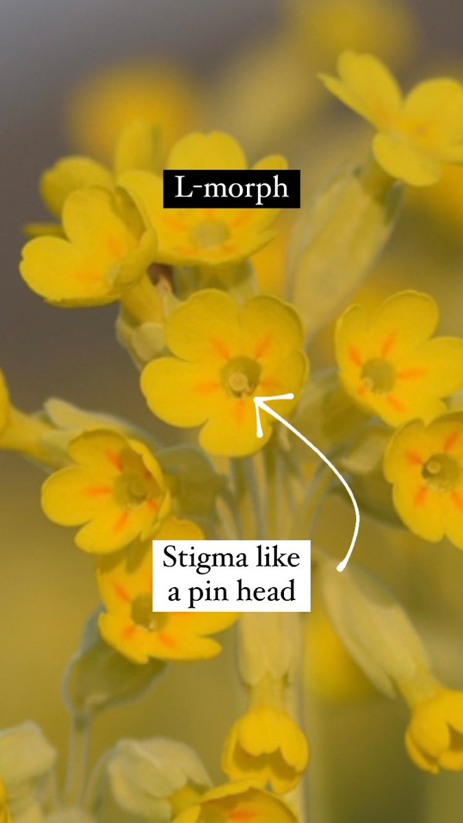 (2/5) Like closely related primroses (P. vulgaris), a cowslip will have one of two flower types: L-morphs have their pin-headed stigmas on display (L), while S-morphs make their pollen-covered anthers visible (R), like the jaws of a lamprey