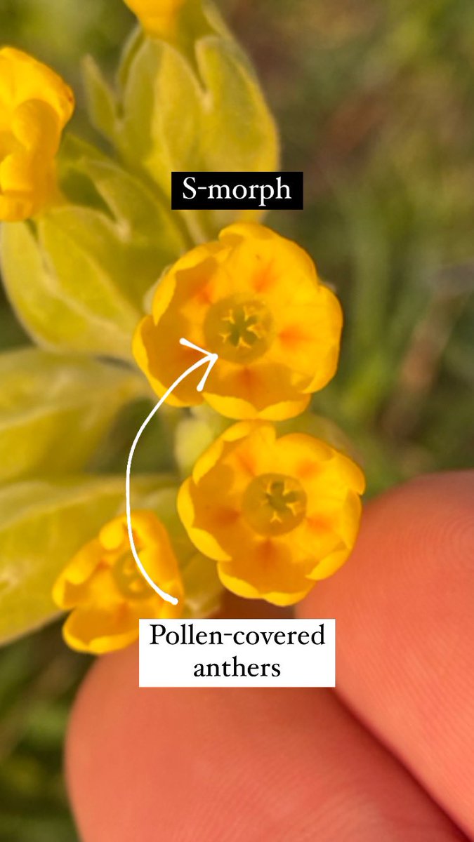 (2/5) Like closely related primroses (P. vulgaris), a cowslip will have one of two flower types: L-morphs have their pin-headed stigmas on display (L), while S-morphs make their pollen-covered anthers visible (R), like the jaws of a lamprey