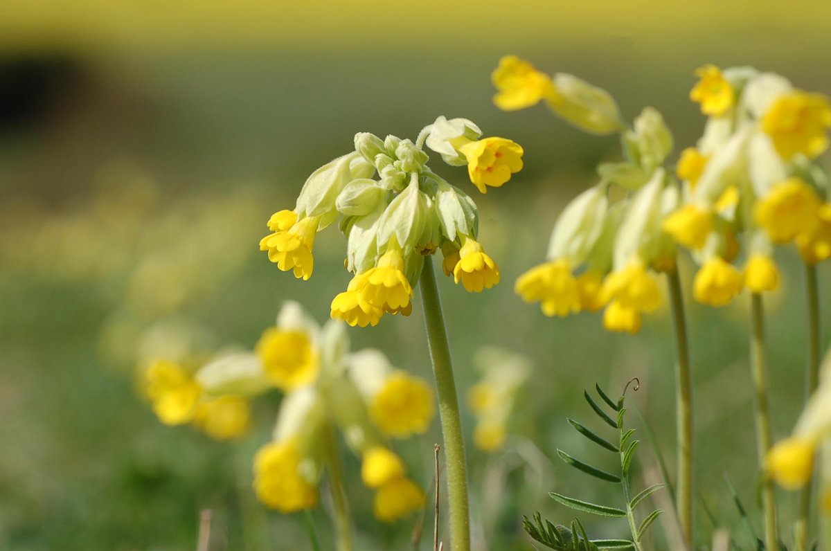 (5/5) You’d be contributing to citizen science AND hanging out with these wonderful buttery flowers at the same time, what’s not to like?!  plus it’s obviously a cool thing to tell your mates about while out on a walk 