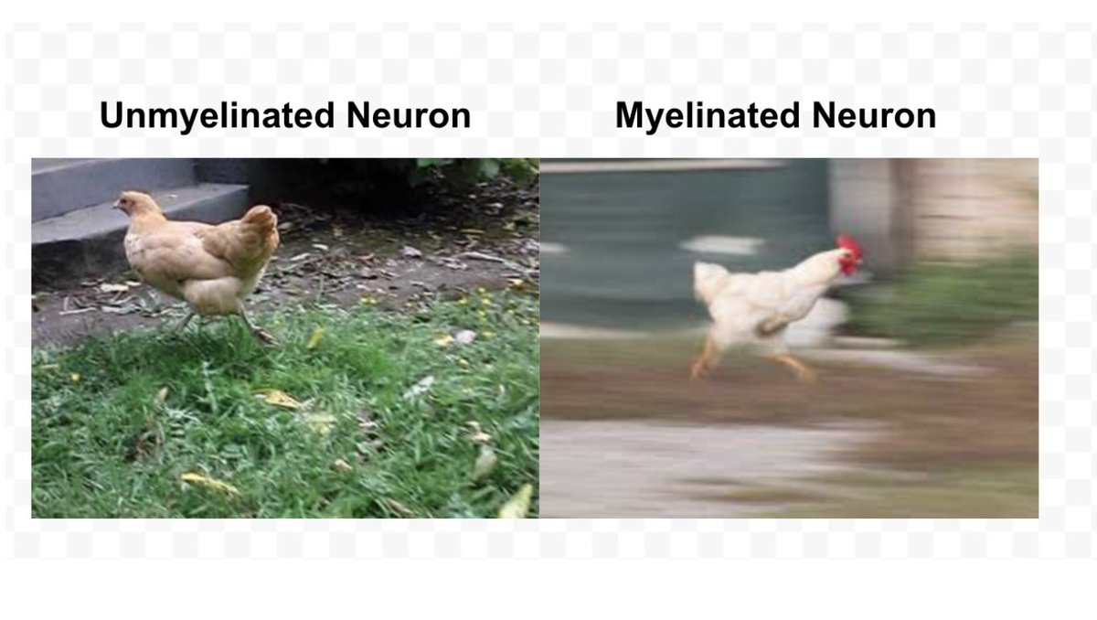 First time teaching Cog Neuro, and I had the students make a meme as part of their last assignment. Thread below of my favorite gems. Starting with chickens (love them, I have 4!)