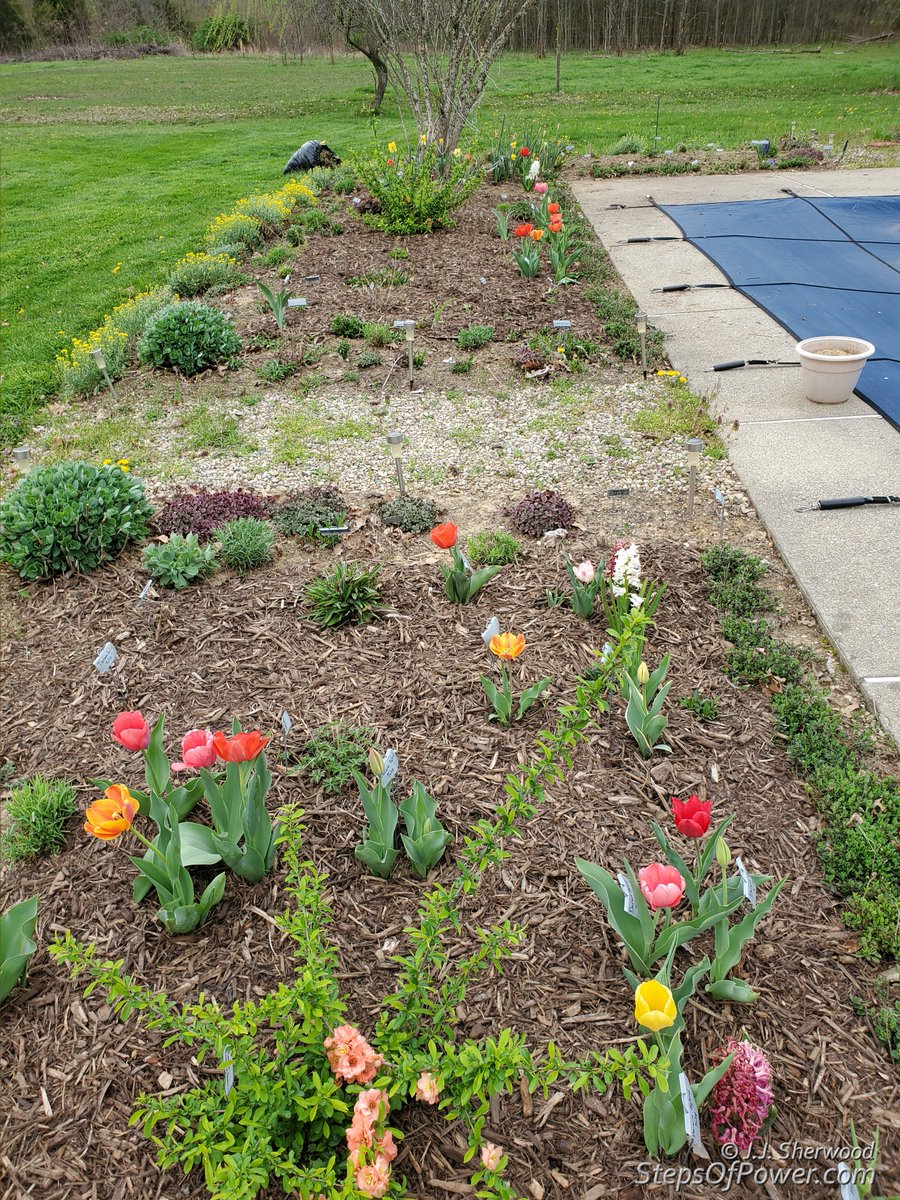 More of the backyard garden beds:

#Flowers #spring #gardening #garden